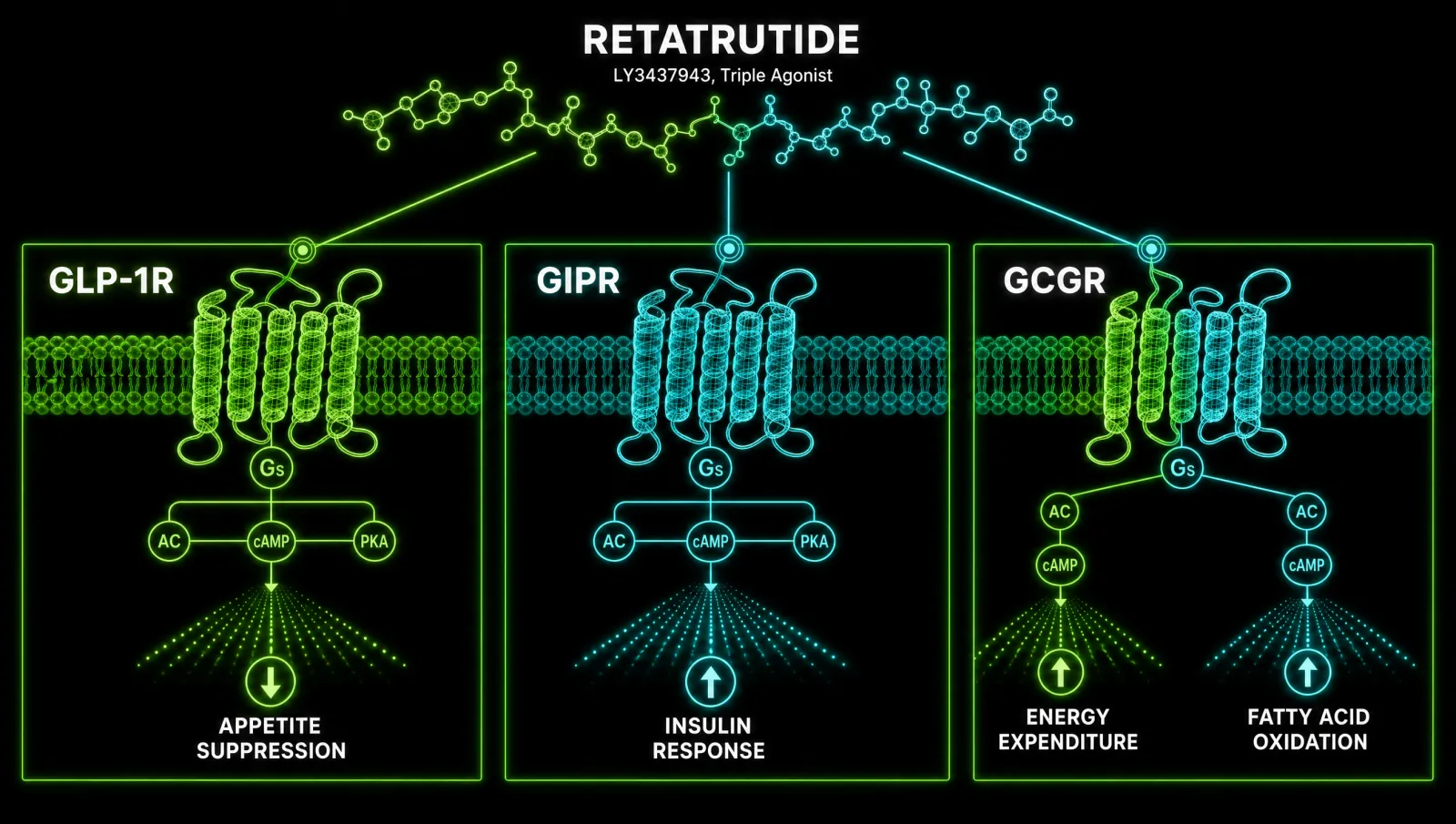 retatrutide mechanism of action glp-1 gip glucagon triple agonist retatrutide Retatrutide Explained: How the Triple Agonist Actually Works